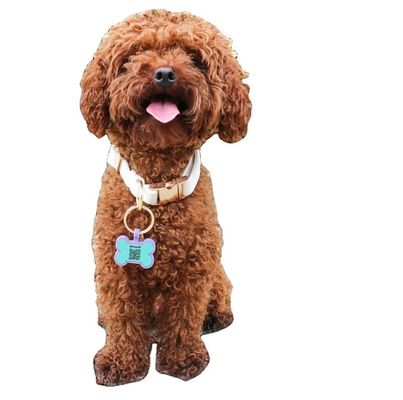 BPA bebas silikon diam anjing tag warna-warni silikon anjing leher tag di jual unik Silikon anjing ID tag aksesoris