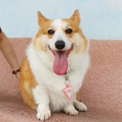 Grosir MOQ rendah Murah bentuk yang berbeda banyak warna untuk opsi silikon kosong anjing tag nama ID tag
