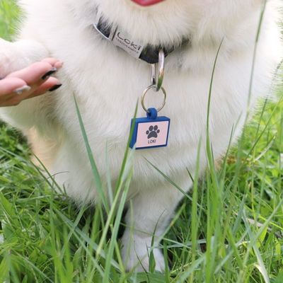 Grosir MOQ rendah Murah bentuk yang berbeda banyak warna untuk opsi silikon kosong anjing tag nama ID tag